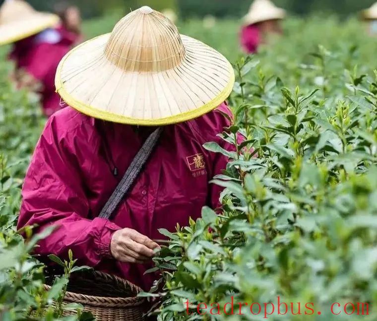 Technical Guidelines for Spring Tea Production in 2025-3