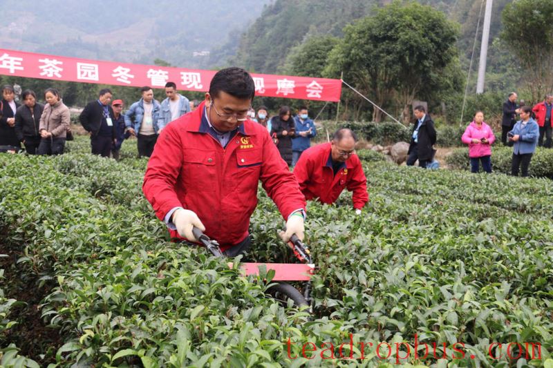 Winter Management Field Observation Meeting for 2025 Tea Gardens Held in Sandu-4