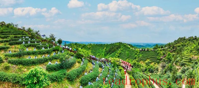 It's the Right Time to Pick Tea! In Zijin, Spring is Hidden in the Fragrance of Tea-4