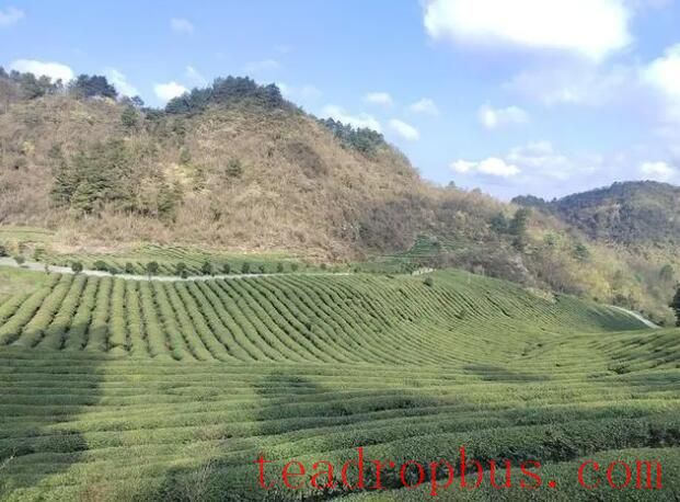 Gaizhai Town, Kaiyang County: Precision Management and Protection of Autumn Tea Gardens Paints a Promising Picture for the Coming Year-2