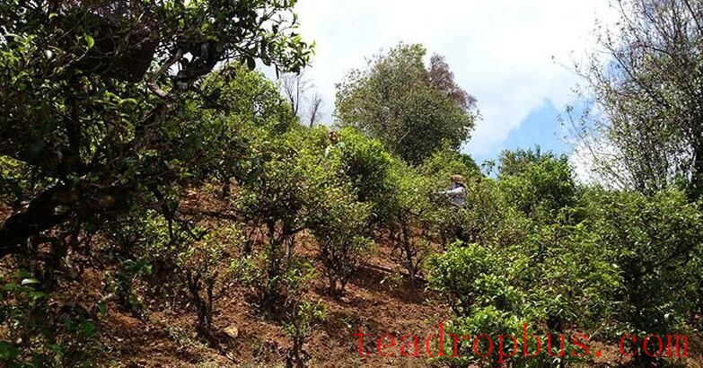 Talking About Xiaohusai, Known as a Rival to Bingdao, and the Contribution of the Lahu People to the Tea Mountain Ecosystem-1