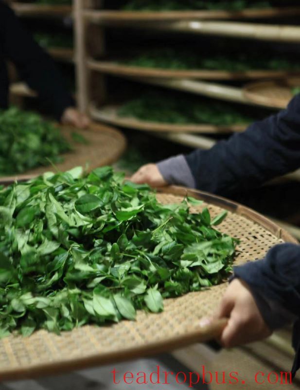 Huang Xiangeng - The Traditional Handmade Skills of Rock Tea-5