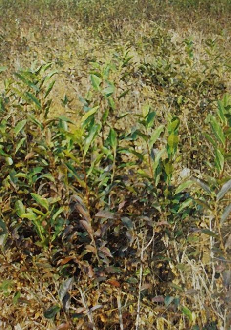 Physiological Protection of White Tea-7
