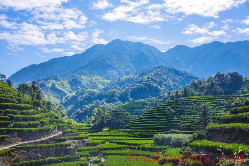 From a Niche Fragrance to Global Appreciation: The Remarkable Tea of Chaozhou Is Not to Be Underestimated-6