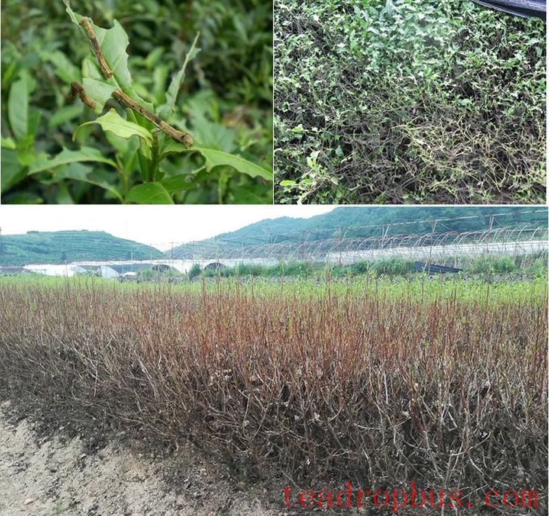 Gray tea looper larvae and field damage