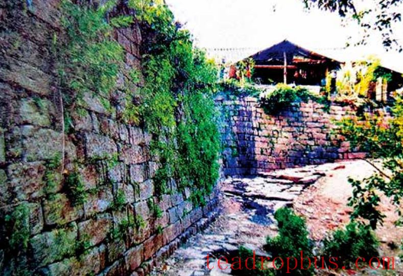 Puer Tea Famous Mountain: Yibang Tea Mountain-3