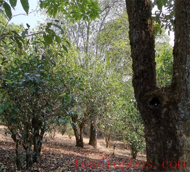 What are the characteristics of the growing environment for Pu'er tea trees?-3