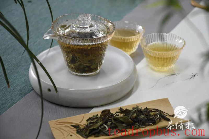 Years Undercover at the Tea Shop: I Finally Stole the Boss's Secret Tea Brewing Formula-7