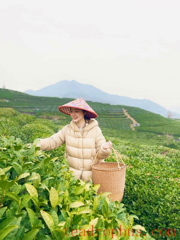 Why Have the Tea Mountains of Hangzhou Become a Popular Hiking Spot for Young People?-4