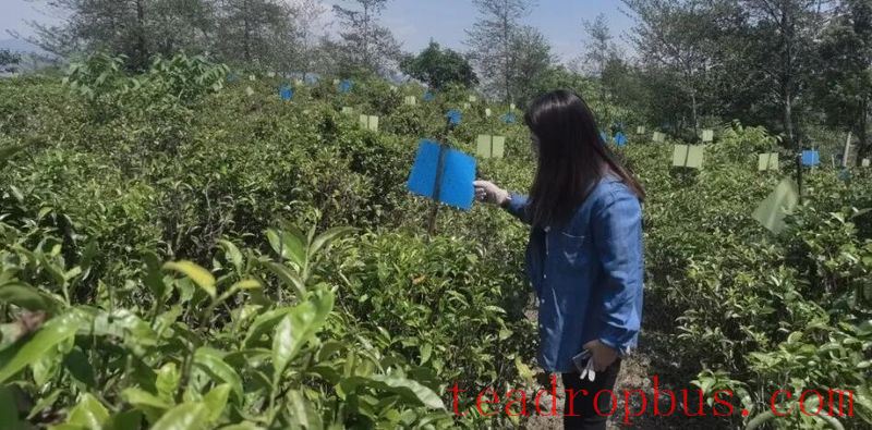 Zuodu Village, Xuelin Township: Conducting Tea Plant Pest Monitoring to Enhance the Quality and Efficiency of Ecological Tea Gardens-4