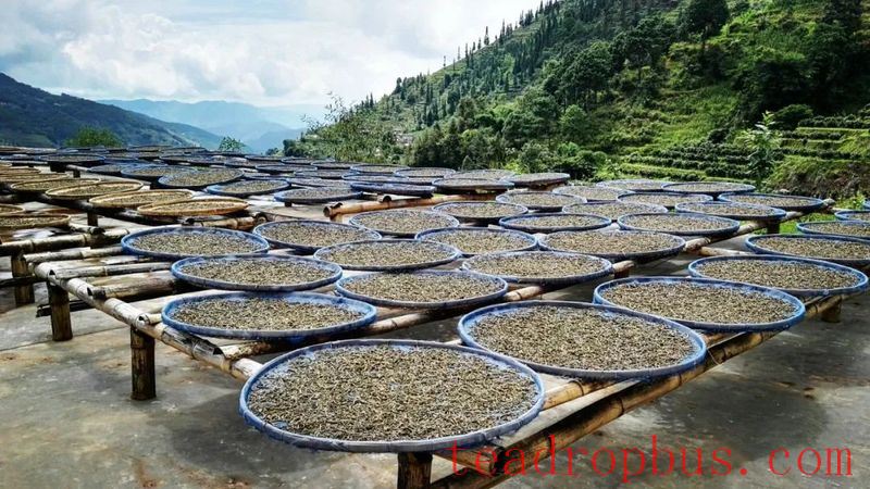 Cainong Tea: Ancient Methods? Traditional Methods? New Methods?-5