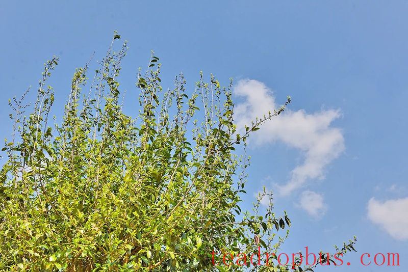 Lianfu Tea Mountain Boasts the 