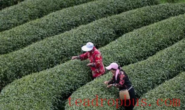 Kaiyang: Spring Tea Picking Season Brings Prosperity Through Local Resources-2