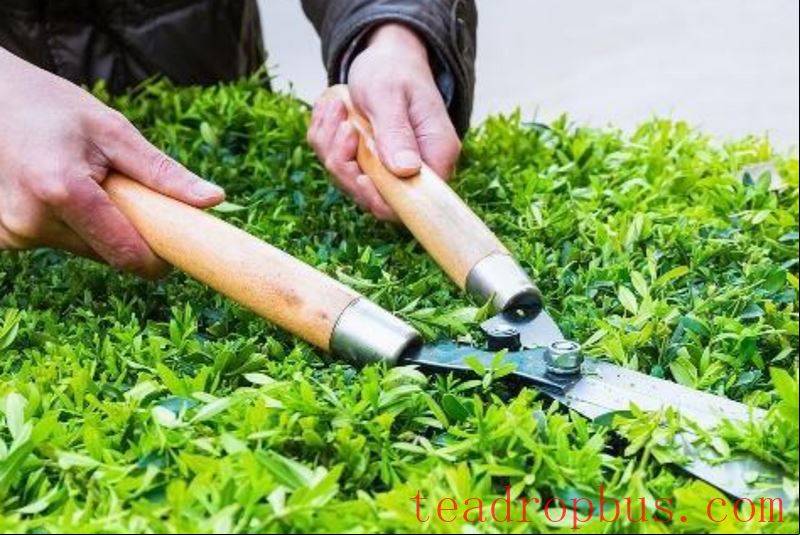 The Application Potential of Agricultural and Forest Soil Carbon Sequestration and Emission Reduction Technologies in Tea Cultivation-3