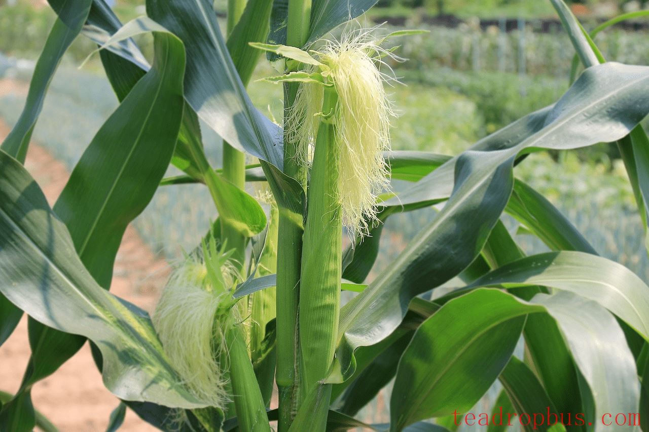 Corn Silk Tea: A Healthy Gift from Nature-1