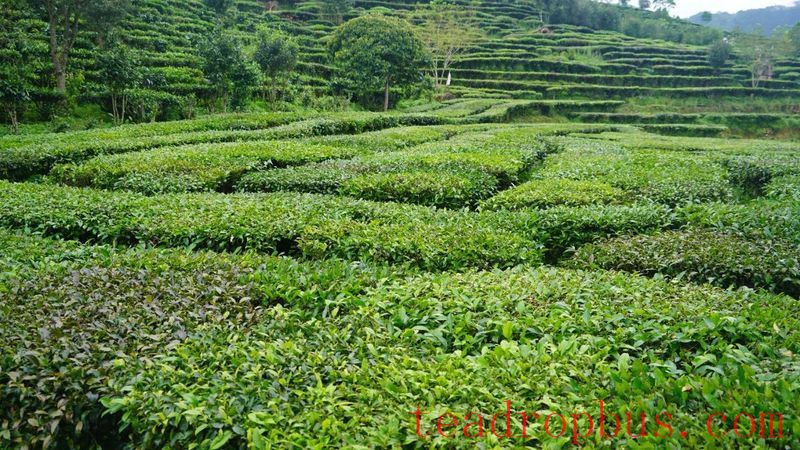 Jingdong County Plays the 'Eco-Card' in Tea Industry to Pave a Path for Farmers' Income Growth and Prosperity-1