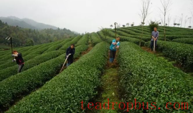 Key Points for Winter Management in Tea Gardens-2
