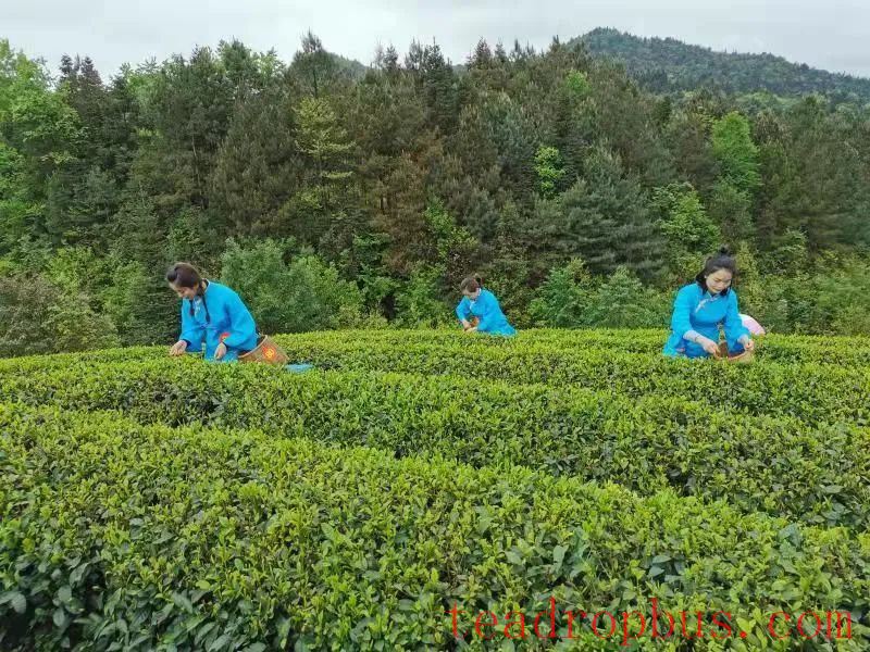 Spring Tea Harvest Begins in Zunyi, Double-Hand Picking Boosts Income and Efficiency-2