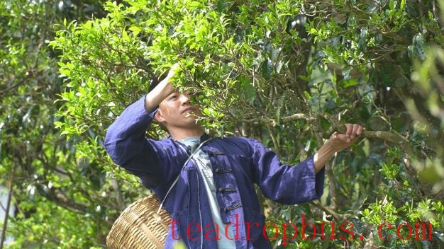 World Tea Day: Yunnan Offers You a Cup of Tea!-4