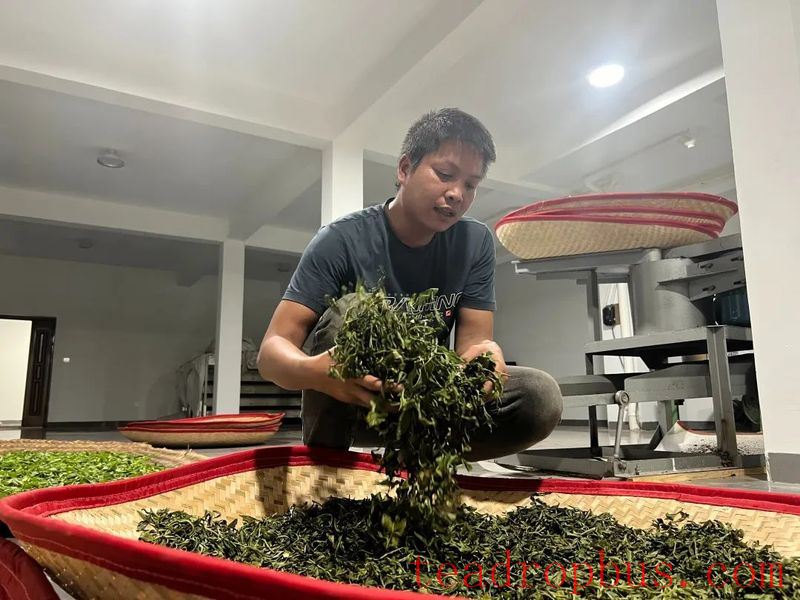 During the Spring Tea Season, the Jingmai Mountain is filled with the sweet fragrance of freshly processed tea.-6
