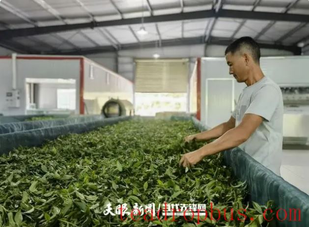 Building an Ecological Tea Garden: Wudang District Accelerates Reform of the Grassroots Agricultural Technology Extension System-3