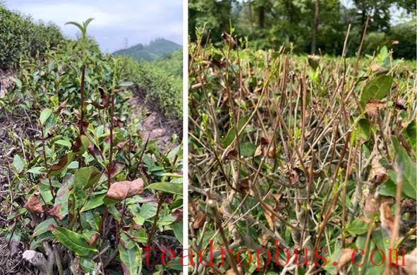 Tea Garden Coping Strategies Under Extreme High Temperature and Drought Disasters (Part I)-2