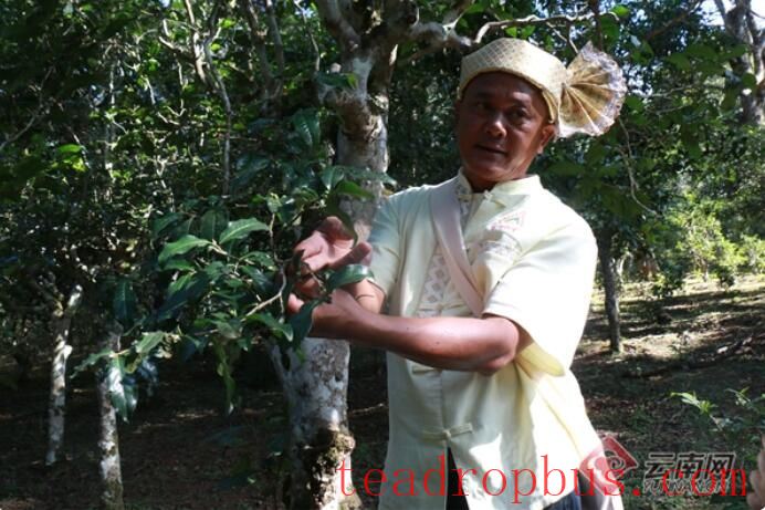 Jingmai Mountain's Faith in the 