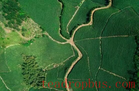 A Millennium of Agricultural Civilization: The Fragrance of Xishi Shidian Tea in Changchun-3