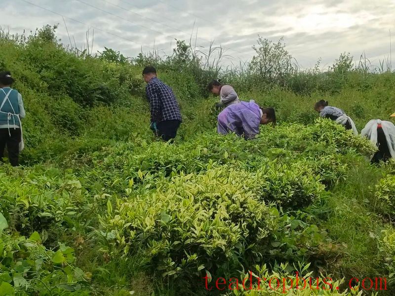 Winter Management Highlights: Tea Gardens Engaged in Autumn-Winter Management Training-20