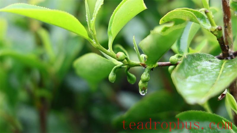 Malipo County: Ascend Spring Mountains to Harvest Spring Tea, Embark on a Quest for the 