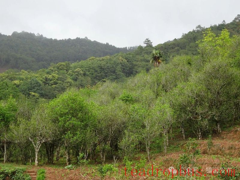 Zhenyuan County Breaks New Ground with the 