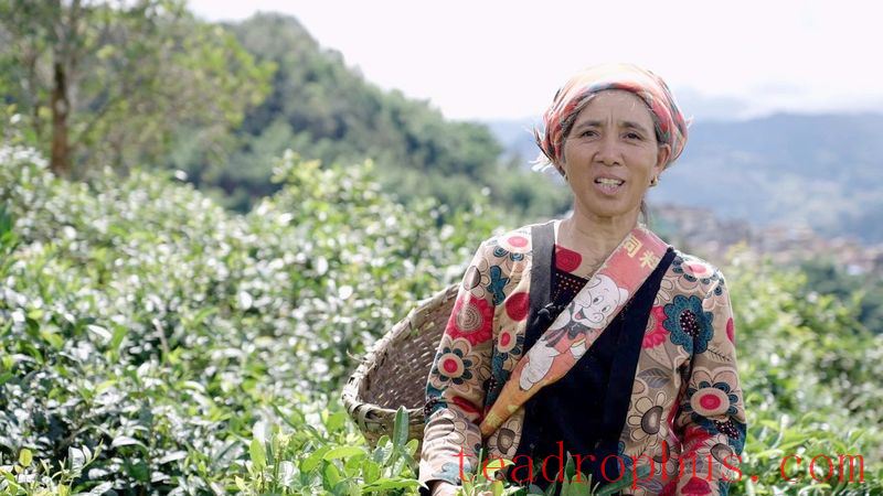 Pinghe Town, Luchun: Promoting High-Quality Development of the Tea Industry, Tea Farmers Embrace a 'Golden Career'-9