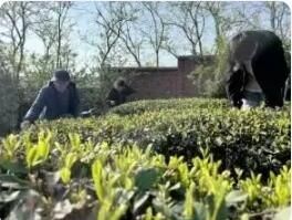 A Leaf of Tea, Passed Down Through Generations-3