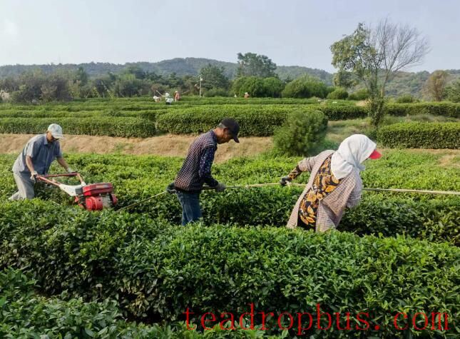 Tea Garden Management — Scientific Application of Base Fertilizer for Tea Trees in Autumn 2025-1