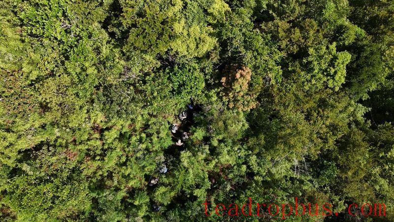Exploring the Depths of Wuzhi Mountain, Hainan: A Census of Wild Large-Leaf Tea Trees-1