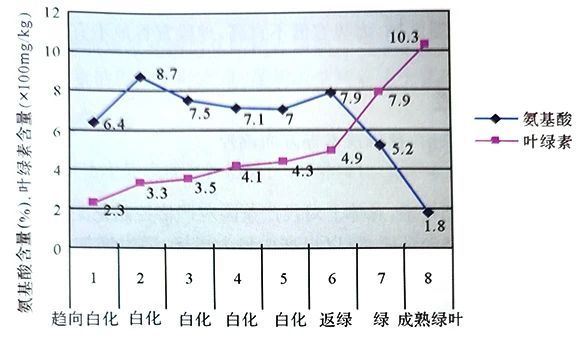 Regulation of Bleaching Characteristics in Bleached Tea - Bleaching Regulation-3