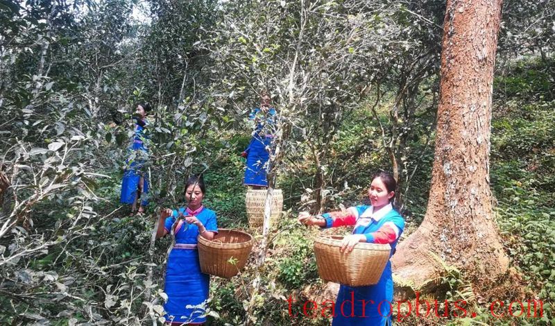 Yiwu Town's Gaoshan Village: The Fragrant Path of Happiness Paved by the 