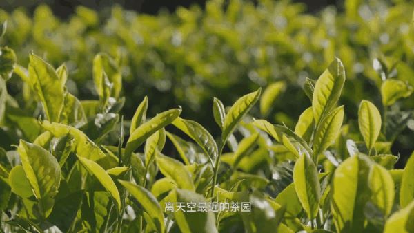 At the Dali tea garden, 