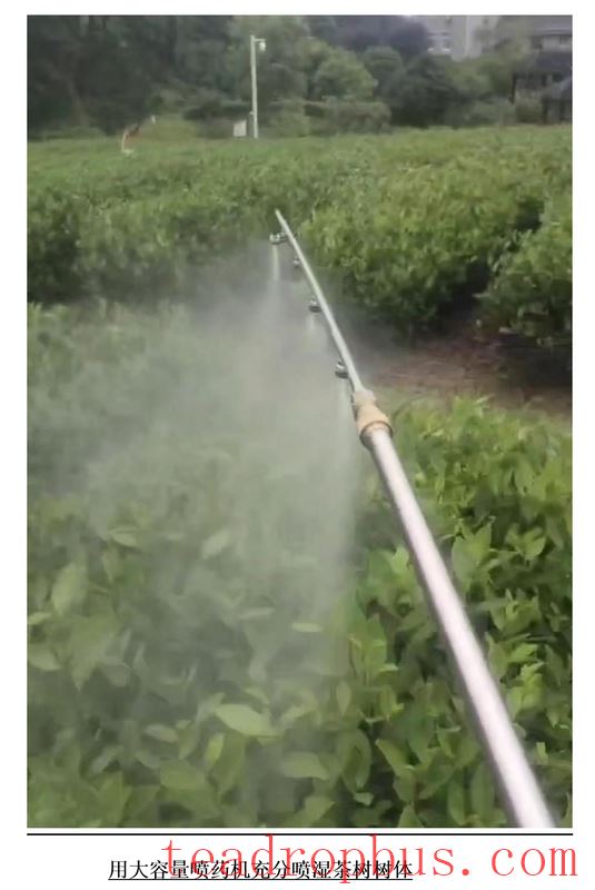 Winter Tea Garden Sealing Is Timely for Tea Trees-2