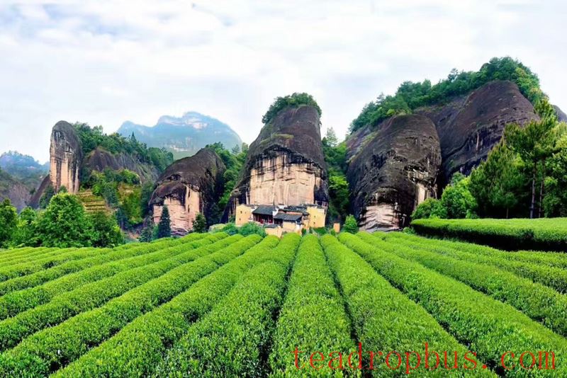 Intangible Cultural Heritage of Humanity: Traditional Chinese Tea Processing Skills - Oolong Tea Chapter — Wuyi Rock Tea (Da Hongpao)-1