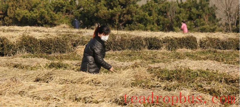 Rizhao City: Technical Guidance for Tea Gardens Dealing with Extreme Weather-12