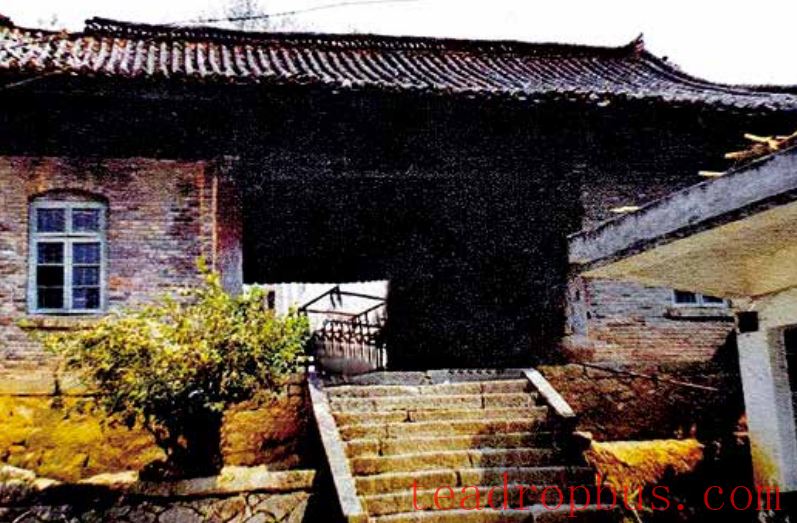 Puer Tea Famous Mountain: Yibang Tea Mountain-2