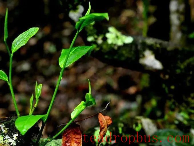 The Spring Tea Season: An Overview of the History and Culture of Menghai Pu'er Tea (Part 1)-2