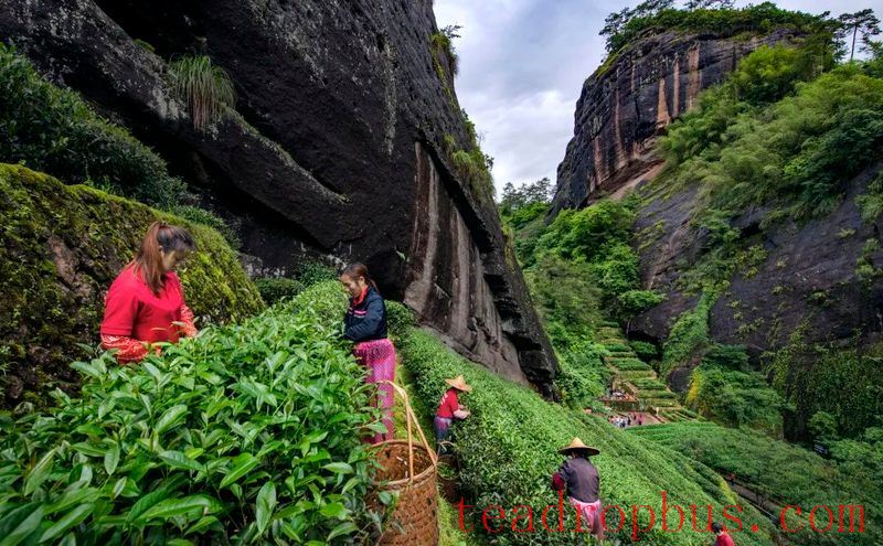 National Intangible Cultural Heritage: Wuyi Rock Tea (Da Hongpao) Manufacturing Technique-1