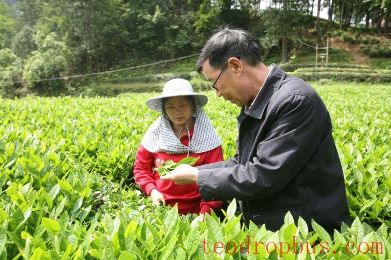 After 60 Years of Devotion to Tea, What Does Intangible Cultural Heritage Master Ye Qitong Consider as Legacy?-4