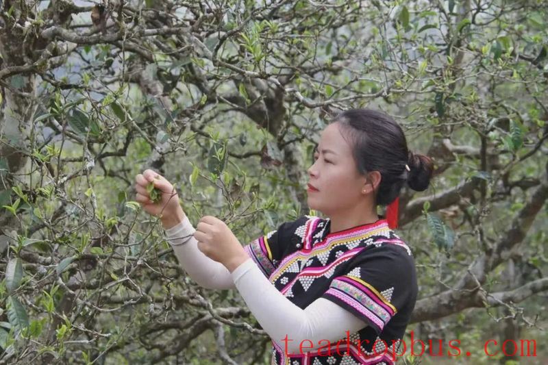 Busy Tea-Picking in Spring in Lancang; Manglang Town's Ancient Tea Trees Fragrant-4