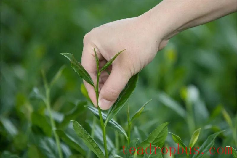 Intangible Cultural Heritage of Humanity: Traditional Chinese Tea Processing Skills - Chapter ① on Oolong Tea – Tieguanyin-2
