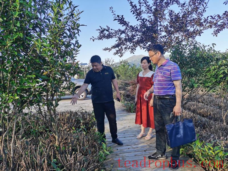 Linghou Village, Zherong County: Party Building Leads the Integration of Tea and Tourism, Cultivating Strengths for the Revitalization of the Tea Village-6