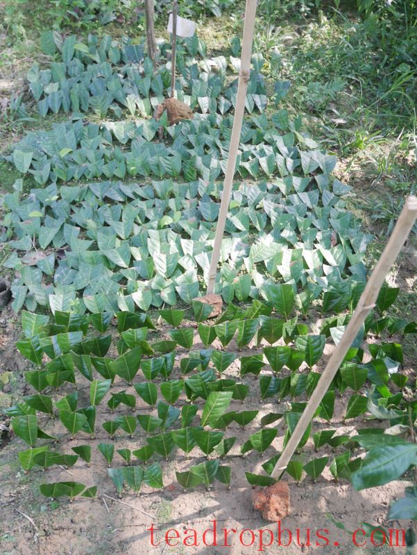 The Imperial Weight of Tea: On the Politics of Plants, Plantations, and Science-4