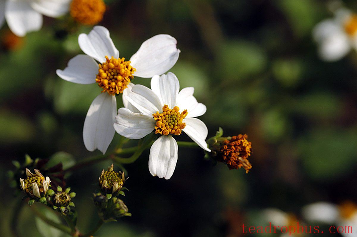 Exploring Bitterweed (Bidens pilosa): How to Brew a Healthy and Healing Tea from Its Flowers-4